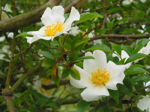 Роза гладкая (Rosa laevigata)